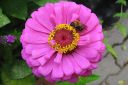 Tsinnia_28oppineitten_kukka292C_Zinnia_elegans_IMG_4644.jpg