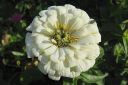 Tsinnia_28oppineitten_kukka292C_Zinnia_elegans_IMG_4698.jpg