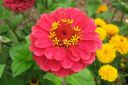 Tsinnia_28oppineitten_kukka292C_Zinnia_elegans_IMG_4817.jpg