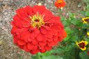 Tsinnia_28oppineitten_kukka292C_Zinnia_elegans_IMG_4818.jpg