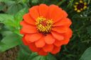 Tsinnia_28oppineitten_kukka292C_Zinnia_elegans_IMG_4819.jpg