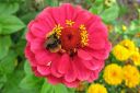 Tsinnia_28oppineitten_kukka292C_Zinnia_elegans_IMG_4959.jpg