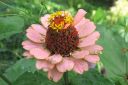 Tsinnia_28oppineitten_kukka292C_Zinnia_elegans_IMG_5594.jpg