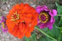 Tsinnia_28oppineitten_kukka292C_Zinnia_elegans_IMG_5619.jpg