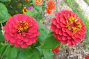 Tsinnia_28oppineitten_kukka292C_Zinnia_elegans_IMG_5620.jpg