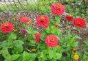 Tsinnia_28oppineitten_kukka292C_Zinnia_elegans_IMG_6047.jpg