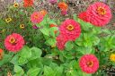 Tiedostonimi=Tsinnia_28oppineitten_kukka292C_Zinnia_elegans_IMG_6048.jpg
Tiedostokoko=86kt
Koko=600x400
Lisätty=11.03.2011 Tsinnia_28oppineitten_kukka292C_Zinnia_elegans_IMG_6048.jpg