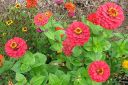 Tsinnia_28oppineitten_kukka292C_Zinnia_elegans_IMG_6048.jpg