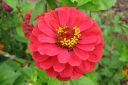 Tsinnia_28oppineitten_kukka292C_Zinnia_elegans_IMG_6049.jpg