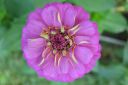 Tsinnia_28oppineitten_kukka292C_Zinnia_elegans_IMG_7764.jpg