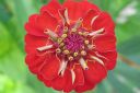 Tsinnia_28oppineitten_kukka292C_Zinnia_elegans_IMG_8095.jpg