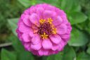 Tsinnia_28oppineitten_kukka292C_Zinnia_elegans_IMG_8100.jpg