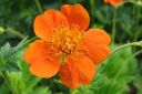 Tulikellukka2C_Geum_coccineum_IMG_0137.jpg