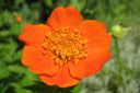 Tulikellukka2C_Geum_coccineum_IMG_0478.jpg