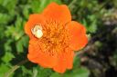 Tulikellukka2C_Geum_coccineum_IMG_2474.jpg