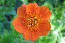 Tulikellukka2C_Geum_coccineum_IMG_2866.jpg