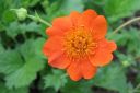 Tulikellukka2C_Geum_coccineum_IMG_9141.jpg