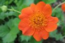 Tulikellukka2C_Geum_coccineum_IMG_9142.jpg