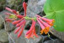 Tulikuusama2C_Lonicera_x_brownii_IMG_4070.jpg