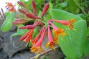 Tulikuusama2C_Lonicera_x_brownii_IMG_4514.jpg