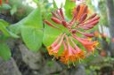 Tulikuusama2C_Lonicera_x_brownii_IMG_4910.jpg