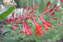 Tulikuusama2C_Lonicera_x_brownii_IMG_7881.jpg