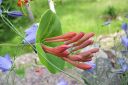 Tulikuusama2C_Lonicera_x_brownii_IMG_8399.jpg