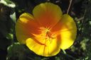 Tiedostonimi=Tuliunikko2C_Eschscholzia_californica_IMG_0050.jpg
Tiedostokoko=37kt
Koko=600x400
Lisätty=11.03.2011 Tuliunikko2C_Eschscholzia_californica_IMG_0050.jpg