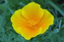 Tuliunikko2C_Eschscholzia_californica_IMG_6060.jpg