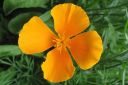 Tuliunikko2C_Eschscholzia_californica_IMG_6852.jpg