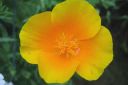 Tuliunikko2C_Eschscholzia_californica_IMG_7229.jpg