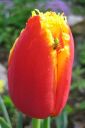 Tulppaani2C_Tulipa_sp_IMG_0060.jpg