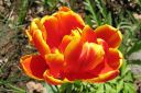 Tulppaani2C_Tulipa_sp_IMG_0207.jpg