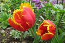 Tulppaani2C_Tulipa_sp_IMG_1466.jpg