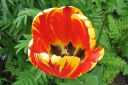 Tulppaani2C_Tulipa_sp_IMG_1473.jpg