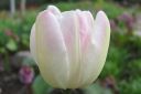 Tulppaani2C_Tulipa_sp_IMG_1622.jpg