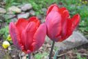 Tulppaani2C_Tulipa_sp_IMG_1623.jpg