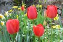 Tulppaani2C_Tulipa_sp_IMG_1629.jpg