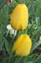 Tulppaani2C_Tulipa_sp_IMG_1647.jpg