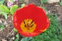 Tulppaani2C_Tulipa_sp_IMG_1655.jpg