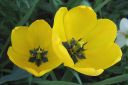 Tulppaani2C_Tulipa_sp_IMG_1739.jpg