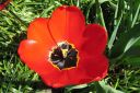 Tulppaani2C_Tulipa_sp_IMG_1745.jpg