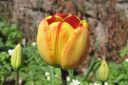 Tulppaani2C_Tulipa_sp_IMG_1754.jpg