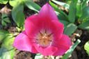 Tulppaani2C_Tulipa_sp_IMG_1765.jpg