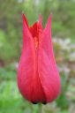 Tulppaani2C_Tulipa_sp_IMG_2119.jpg