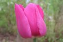 Tulppaani2C_Tulipa_sp_IMG_2120.jpg