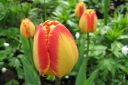 Tulppaani2C_Tulipa_sp_IMG_2197.jpg