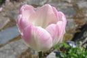 Tulppaani2C_Tulipa_sp_IMG_2464.jpg