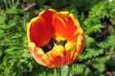 Tulppaani2C_Tulipa_sp_IMG_2480.jpg