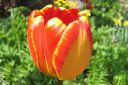 Tulppaani2C_Tulipa_sp_IMG_2484.jpg